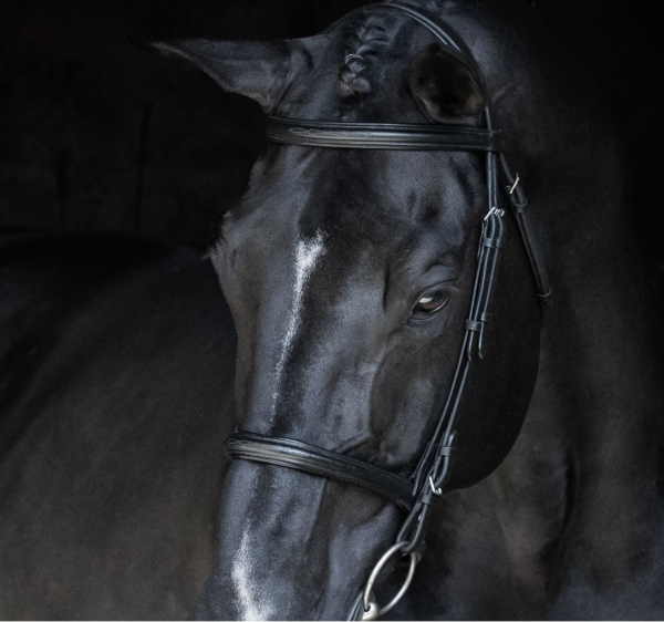 Stallion Data Pack