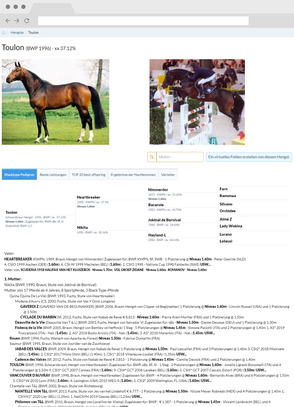 stallion horse page