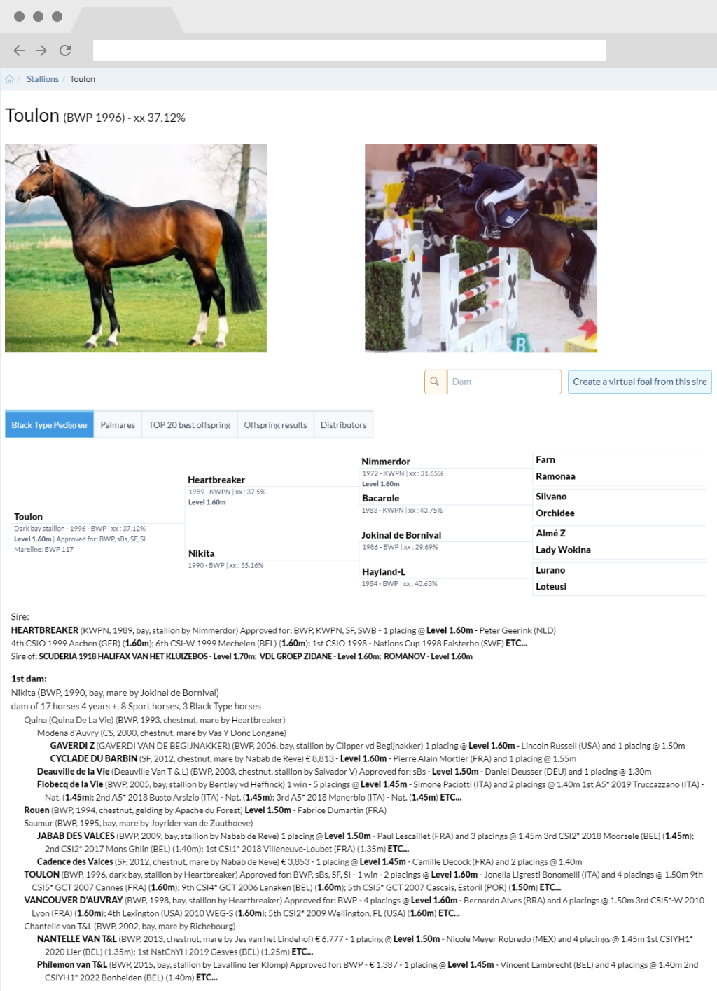 stallion horse page