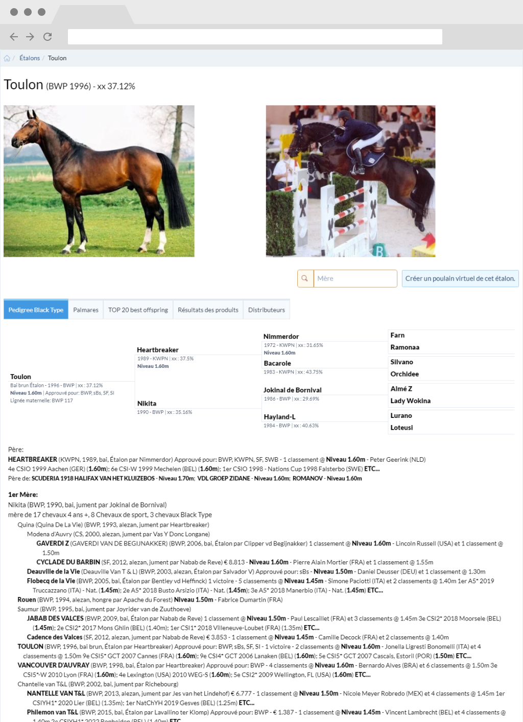 stallion horse page